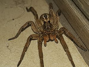 Lycosa erythrognatha 196193874.jpg