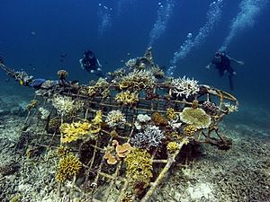 Manta ray Biorock reef