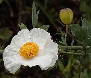 Matilija poppy closeup.jpg