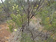 Melaleuca vinnula (habit)