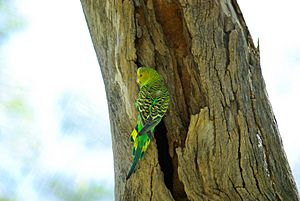 Melopsittacus undulatus -Alice Springs Desert Park-8