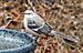 Mimus polyglottos -Krendle Woods, Cary, North Carolina, USA-8.jpg