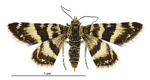 Notoreas ortholeuca female.jpg