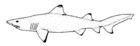 Odontaspis ferox (Smalltooth sand tiger).gif