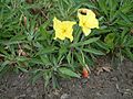 Oenothera macrocarpa RB1