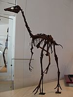 OrnithomimusROM