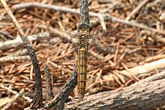 Orthetrum brunneum female Weinsberg 20080729