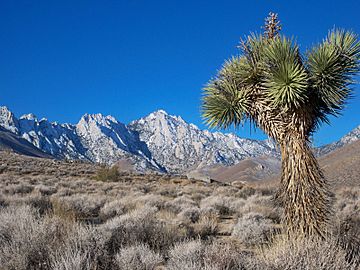 Owens Peak CA.JPG