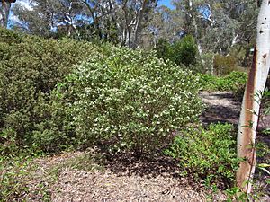 Philotheca myoporoides acuta habit