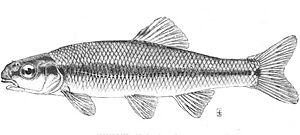 Pimephales notatus.jpg