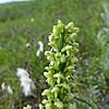 Platanthera flava var herbiola 1003083.JPG