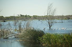 Prospect Island pelicans (5393706964)