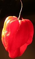 Scotch-bonnet.jpg