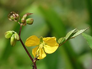 Senna occidentalis