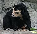 Spectacled Bear - Houston Zoo