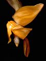 Stanhopea annulata Orchi 001