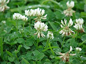 Starr 070313-5645 Trifolium repens