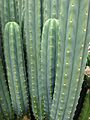 Starr 070320-5800 Echinopsis pachanoi