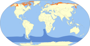 Stercorarius longicaudus map.svg