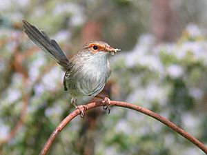 Superb Wren female444