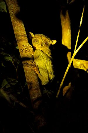 Tarsius di Belitung 06