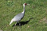 White Naped Crane Potawatomi Zoo