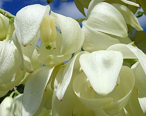 Yucca whipplei flower