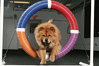 0A Chow Dog Agility