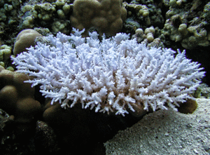 Acropora paniculata 2.gif