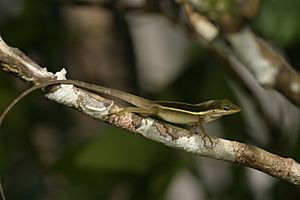 Anolis krugi on twig.jpg