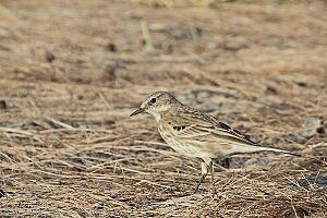 Anthus spinoletta Water Pipit