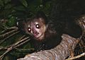 Aye-aye (Daubentonia madagascariensis) 4