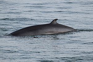 Balaenoptera acutorostrata Saint-Laurent 03