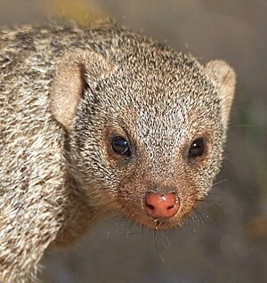 Banded Mongoose Nose Detail, crop.jpg