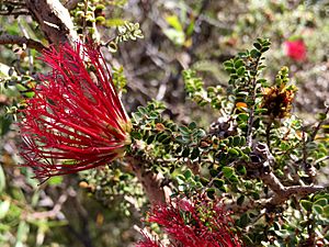 Beaufortia elegans.jpg