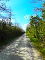 Big Cypress National Preserve SR 94 Loop Road