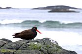 Black Oystercatcher -IMGP1537