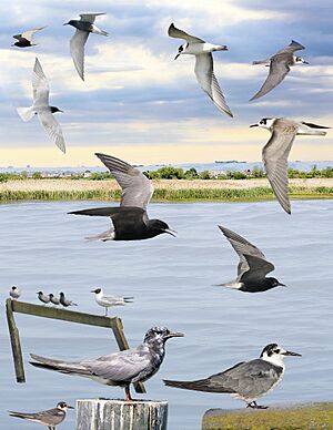 Black Tern from the Crossley ID Guide Britain and Ireland