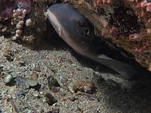 Blind shark byron bay