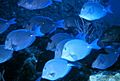 Blue Tang.jpg