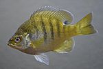 Bluegill (fish).jpg