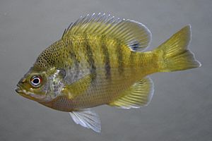 Bluegill (fish).jpg