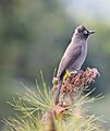 CapeBulbul1095