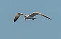 Caspian tern in flight at DeKorte Park (42079)