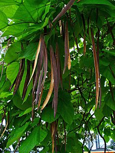 Catalpa bignoioides 004