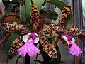 Cattleya aclandiae Orchi 01