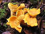 Chanterelle Cantharellus cibarius.jpg