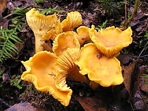 Chanterelle Cantharellus cibarius