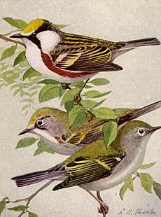 Chestnut-sided Warbler NGM-v31-p313-C