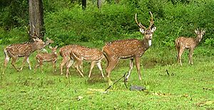 Chital herd.jpg